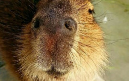 Capybaras san cool